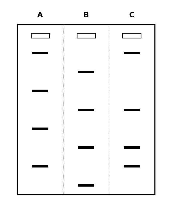 Gel electrophoresis DNA profiles showing three lanes labelled A, B, and C. Lane A has bands at positions 1, 3, 5, and 7 from the top. Lane B has bands at positions 2, 4, 6, and 8 from the top. Lane C has bands at positions 1, 4, 6, and 7 from the top.
