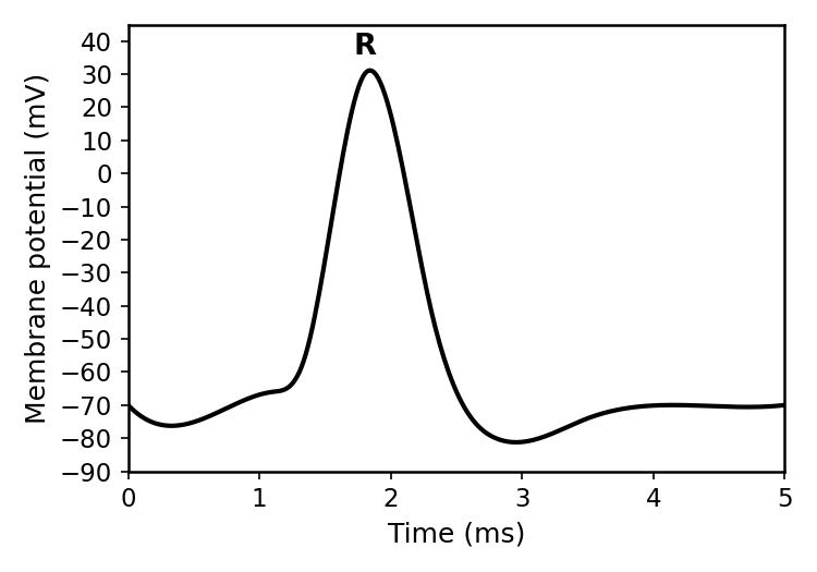 Graph of an action potential with membrane potential (mV) on y-axis and time (ms) on x-axis. The curve starts at a resting potential of -70 mV. It rises to a threshold potential, then rapidly depolarizes to a peak of +30 mV, which is labelled R. The potential then rapidly repolarizes, hyperpolarizes to approximately -80 mV, and returns to the resting potential.
