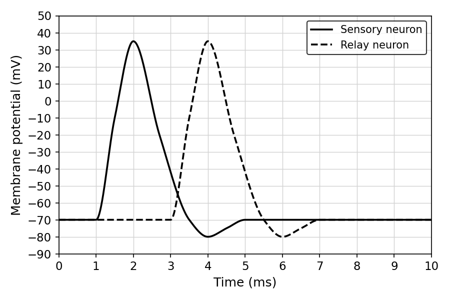 A graph showing membrane potential (mV) on the y-axis from -90 to +50, and time (ms) on the x-axis from 0 to 10. The sensory neuron trace begins depolarizing at 1.0 ms, peaks at +35 mV at 2.0 ms, repolarizes to cross -70 mV at 3.5 ms, hyperpolarizes to -80 mV at 4.0 ms, and returns to resting at 5.0 ms. The relay neuron trace begins depolarizing at 3.0 ms, peaks at +35 mV at 4.0 ms, repolarizes to cross -70 mV at 5.5 ms, hyperpolarizes to -80 mV at 6.0 ms, and returns to resting at 7.0 ms.